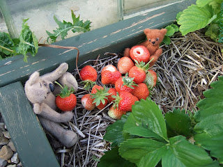 Picking strawberries