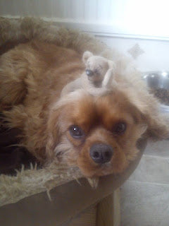 Chilling with the puppy