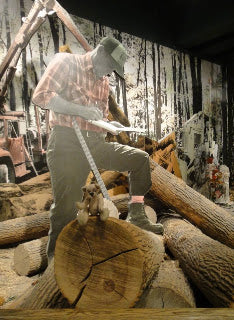 Timber Maple And Oak Trees Come Into